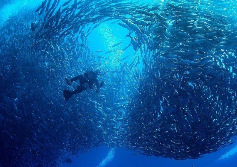 小猫钓鱼开船版最新版下载